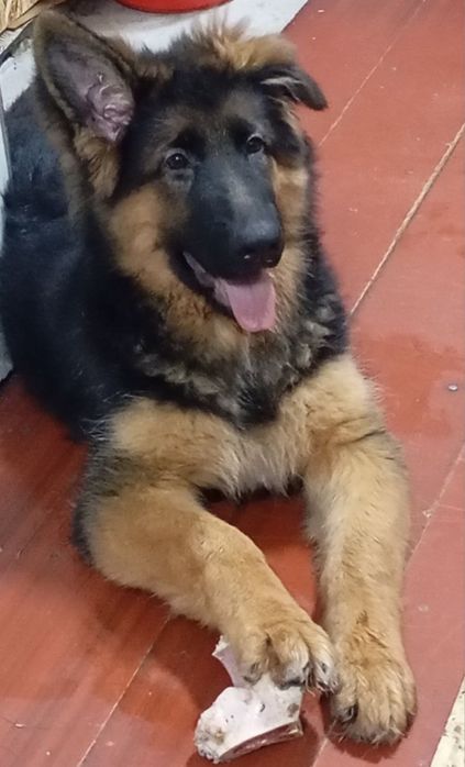 Немецкая овчарка