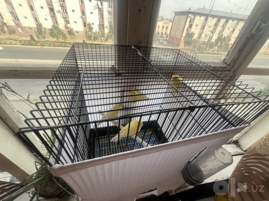 Продаются канарейки 2 самца и 2 самки