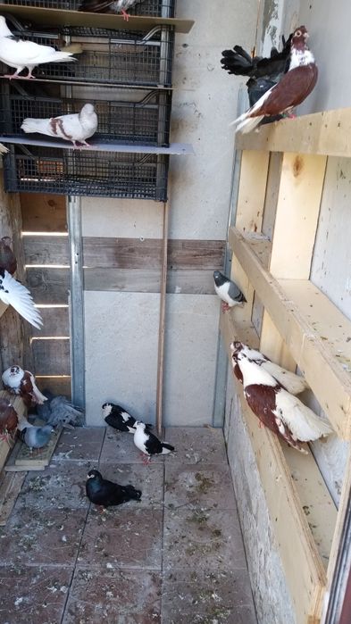 De vânzare la bucata 30 lei 50 bucata ,lot toți 20 lei bucata 32 de buc ,sec 5 Sebastian str Grigore Tocilescu Nr 45