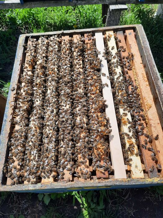 Vând familii de albine