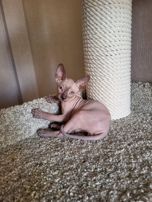 Котятки Донские Сфинксы.
