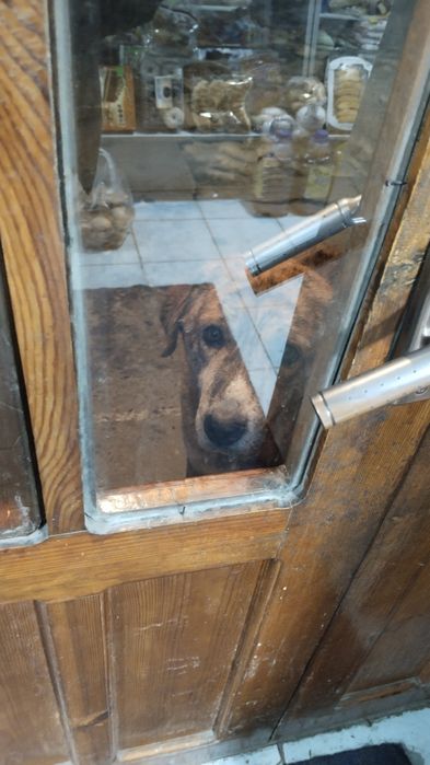 Бобикджан (10 летний)