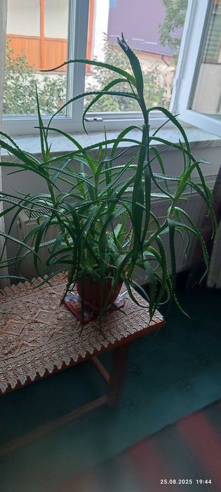 cosrx aloe vera sunscreen COSRX