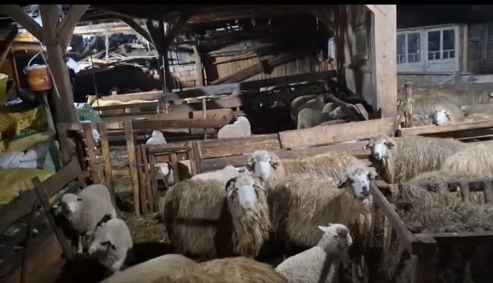 Vând oi Bălă de Bistrița