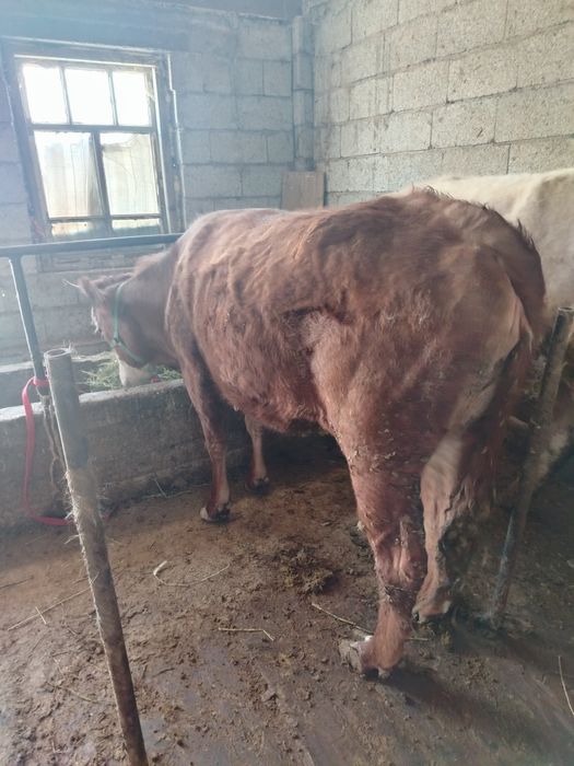 Тёлка жирная продаётся