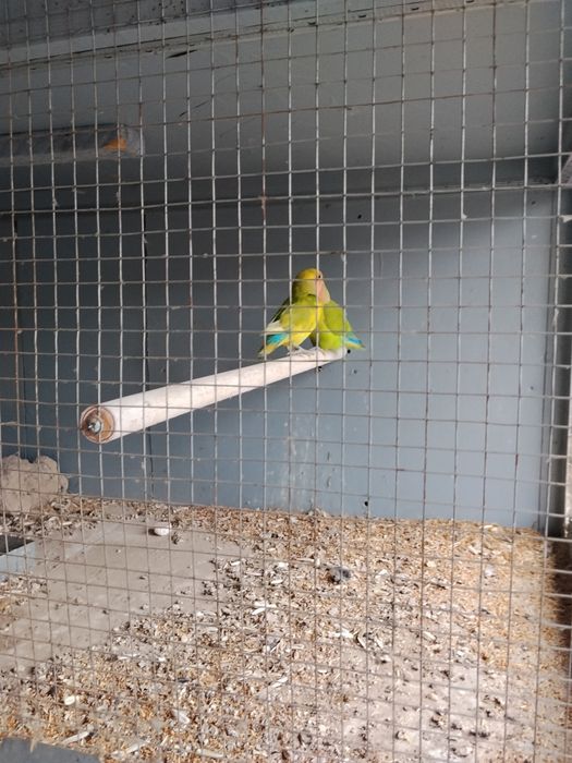 Nerzluchniki sotiladi