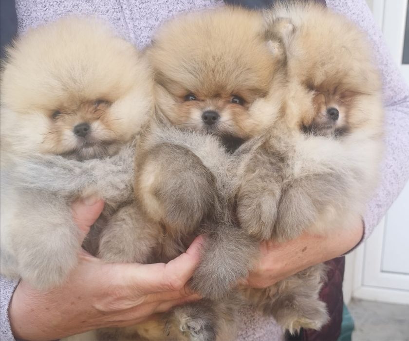 Померан мини мини