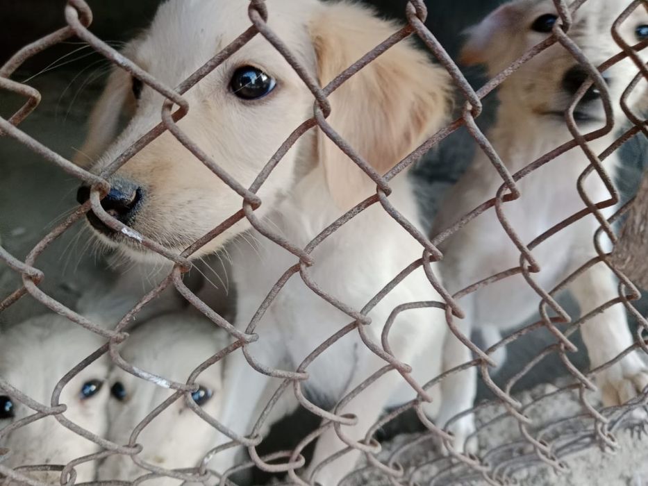 Продам тазы чистокровные