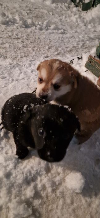 Отдам щенков, девочки