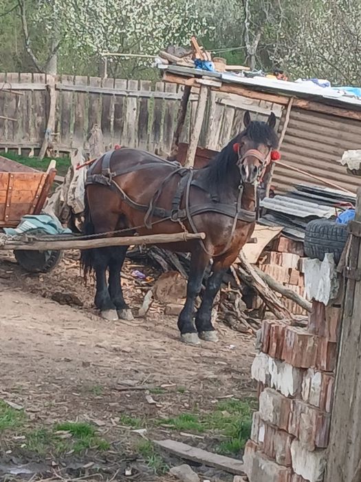 Armăsar 8 ani !!!