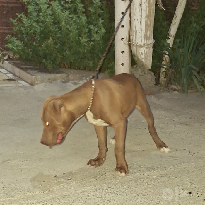 Pitbull Zurini boqaman deganlarga..