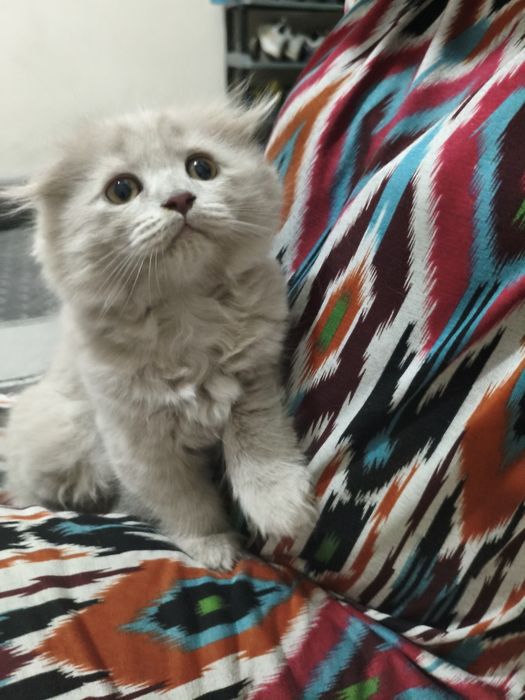 Шотландские лиловые котята