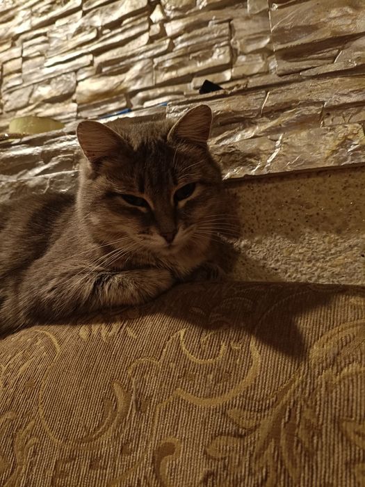 Кошка в хорошие руки