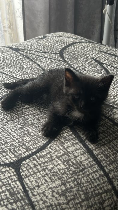 Отдам котёнка срочно