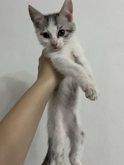 Отдам котят 2 месяца