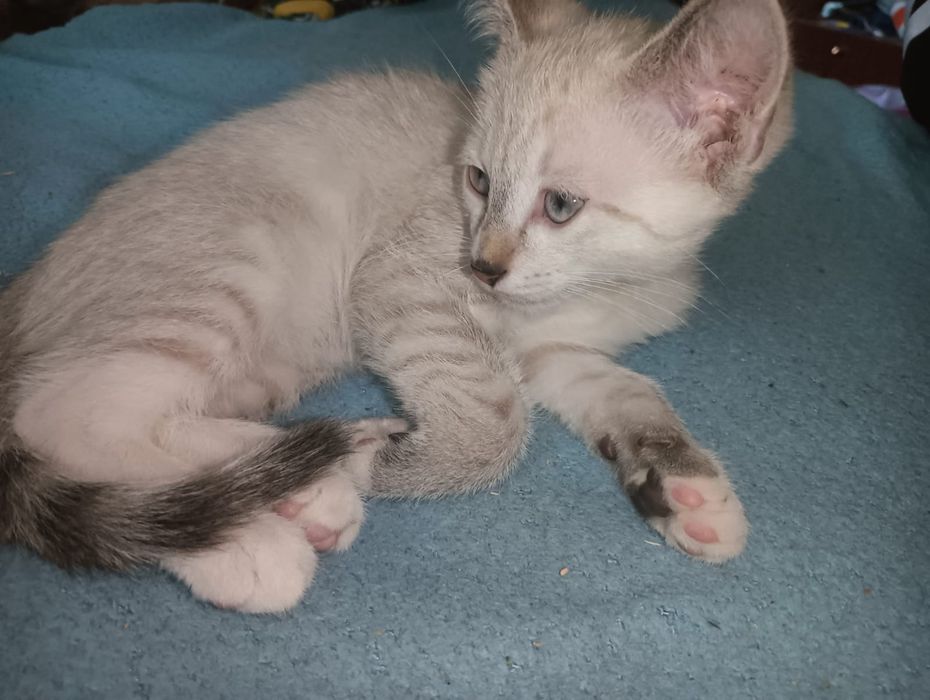 Котята бесплатно
