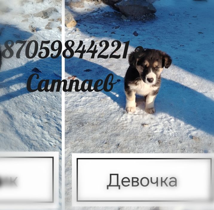 Отдам щенков в добрые руки