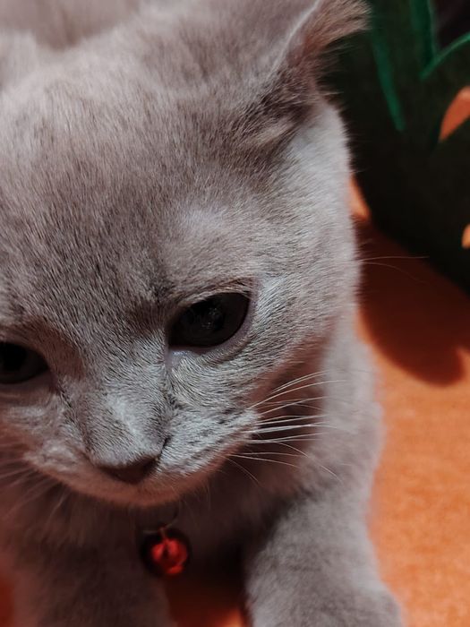 Селкирк рекс серо-голубая девочка