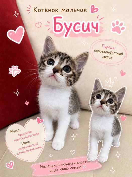 Котята в добрые руки