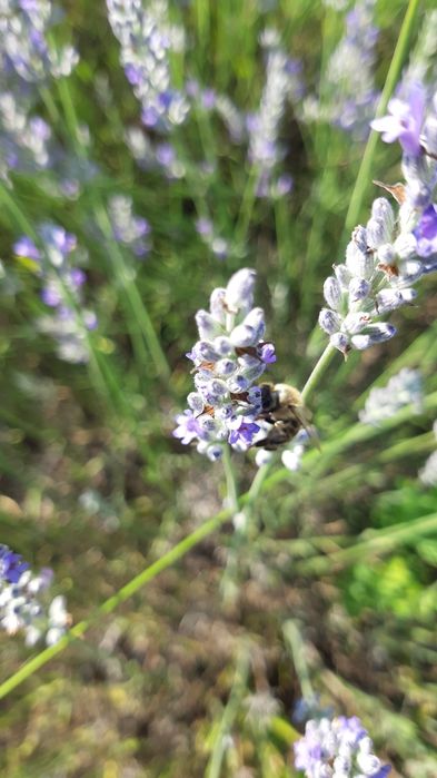 Lavanda  iulie 2025  floare uscata recent.