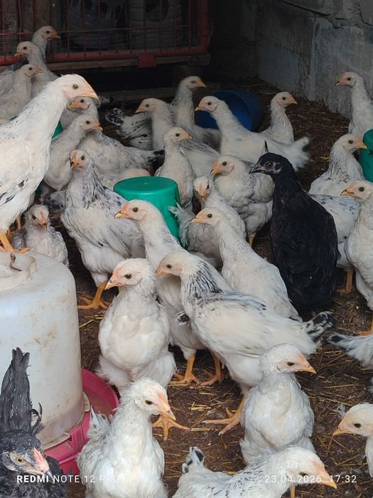 50 та адлер 5 та кора товук сотилади