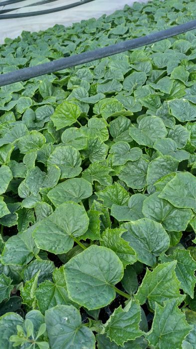 Разсад КРАСТАВИЦИ Тиквички, Пъпеш,Дини