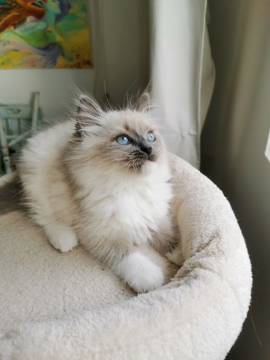 Ragdoll рагдол/регдол  МЪЖКО котe