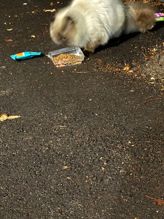 Нашли кошку/кота