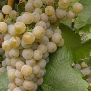 Viata De Vie Altoită (De Vin )