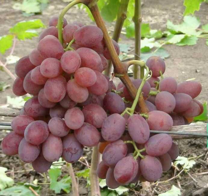 Виноград бешевский описание сорта фото Виноград бешевский описание сорта фото