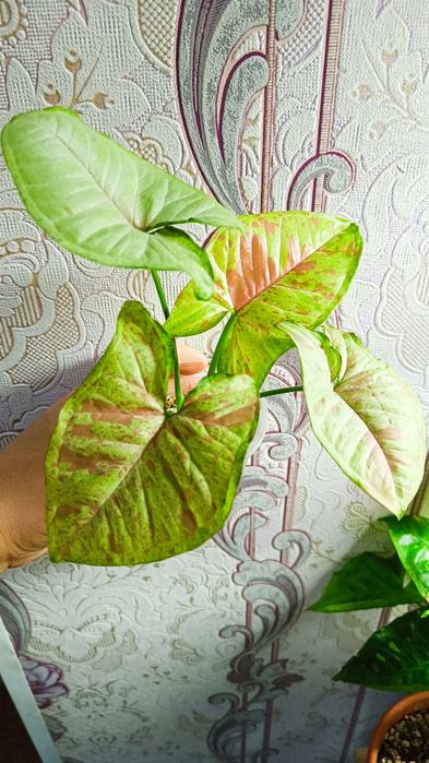 Сингониумы сортовые продам