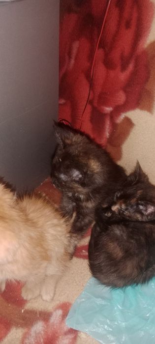 Продам  котят  мейн-кун