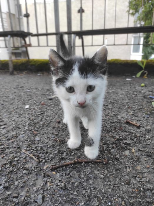 Котета търсят дом