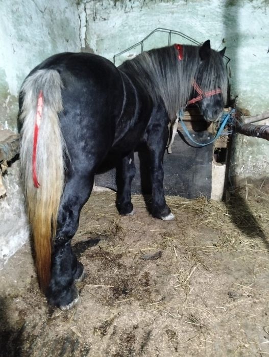 Vand armasar de 3 ani