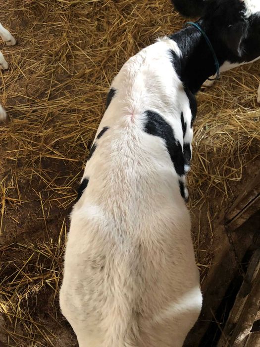 Tăurași de 1 săptămână