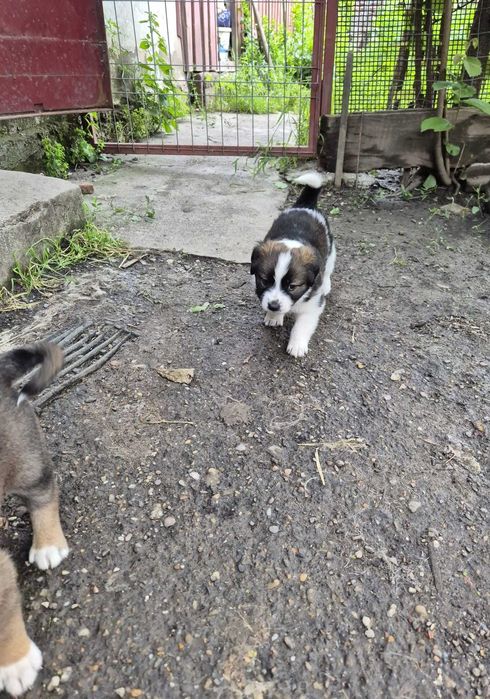 Dăruiesc spre adopție 3 pui grași și sănătoși
