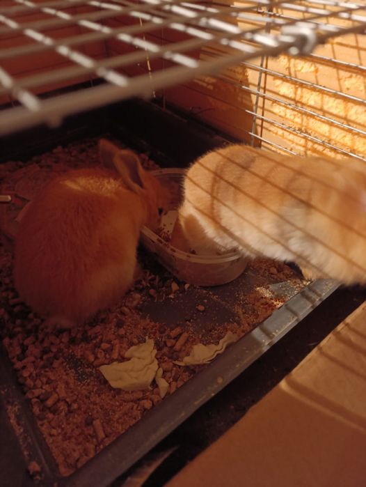 Продам декоративных кроликов