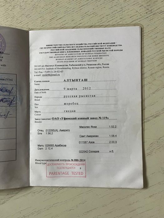 Продам русского  рысака