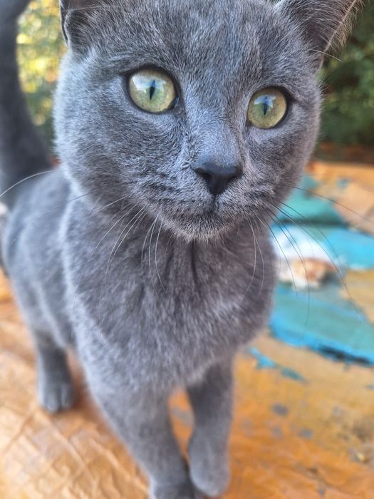 Котята  в добрые руки.