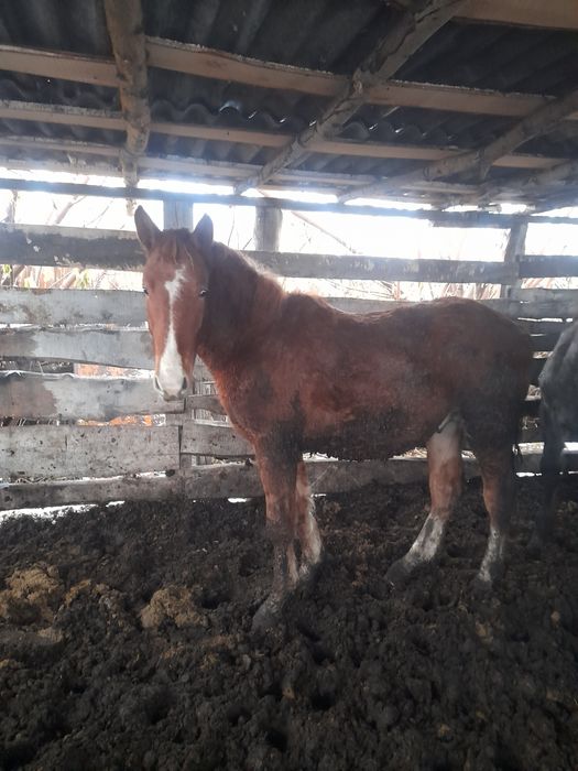 Продам тай с откорма