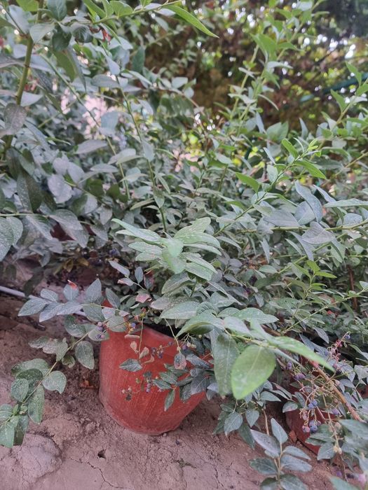 Голубика кучатлари