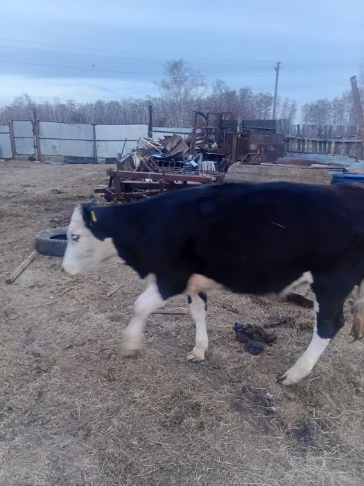 Продам 3 телок от молочных коров