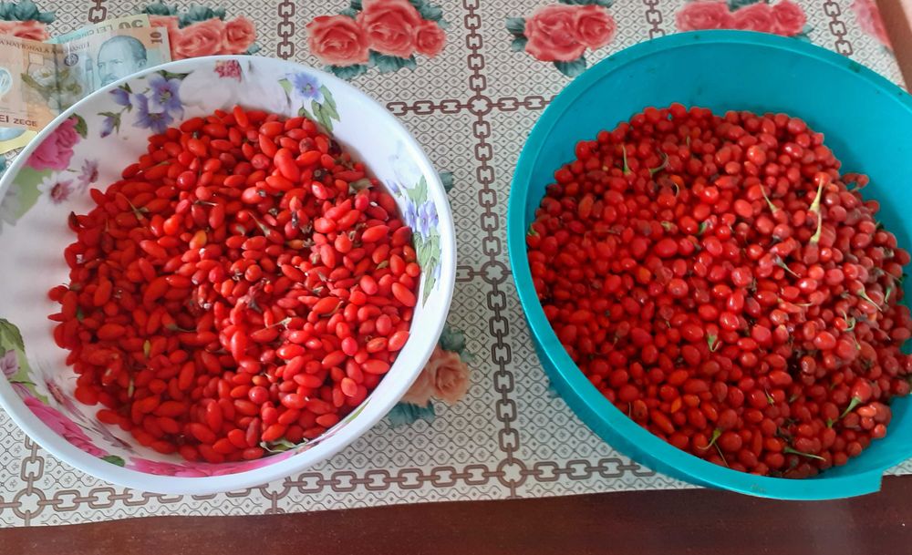 Goji de vânzare, preţ avantajos