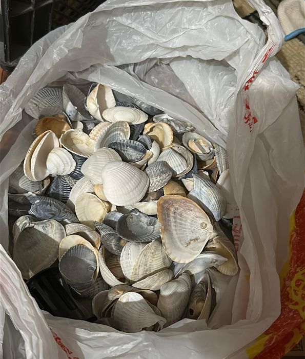 Аквариум аквариумистика ракушки