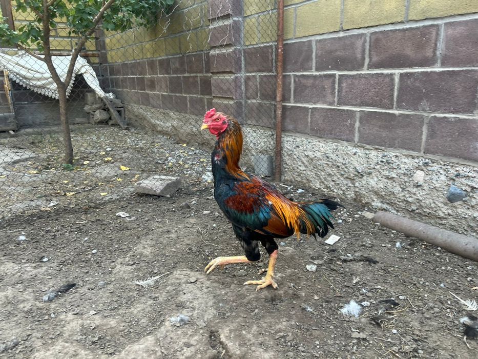 Бойцовый петух кораз