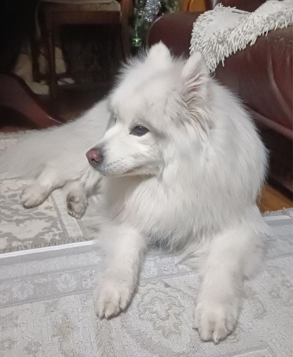 Продам самоеда 200 000