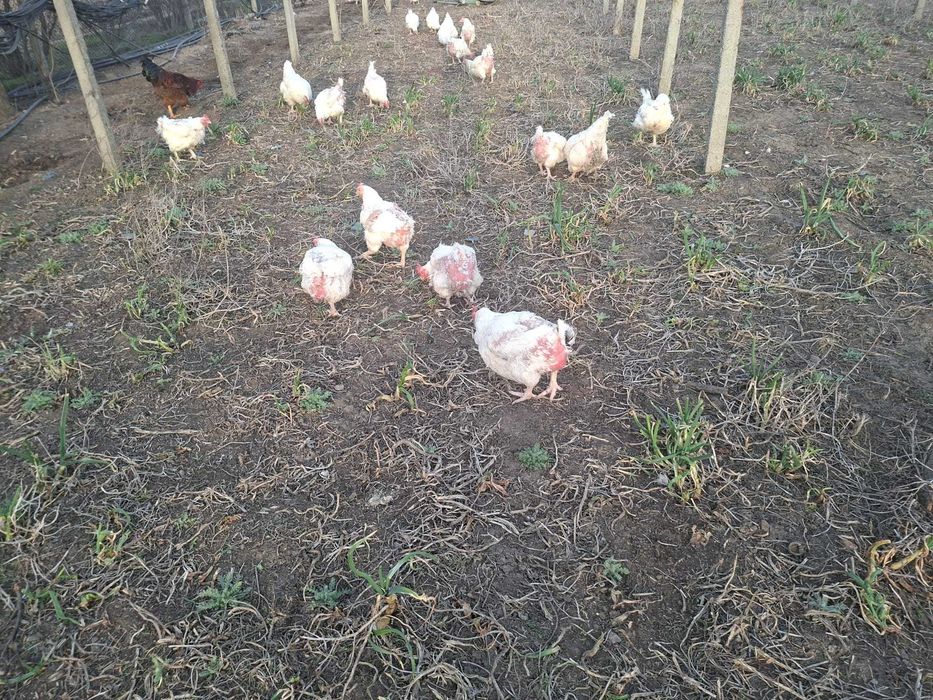 Gaini crescute ecologic vii sau taiate la cerere