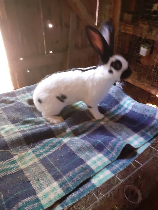 Uriaș german,fluture german și berbec german