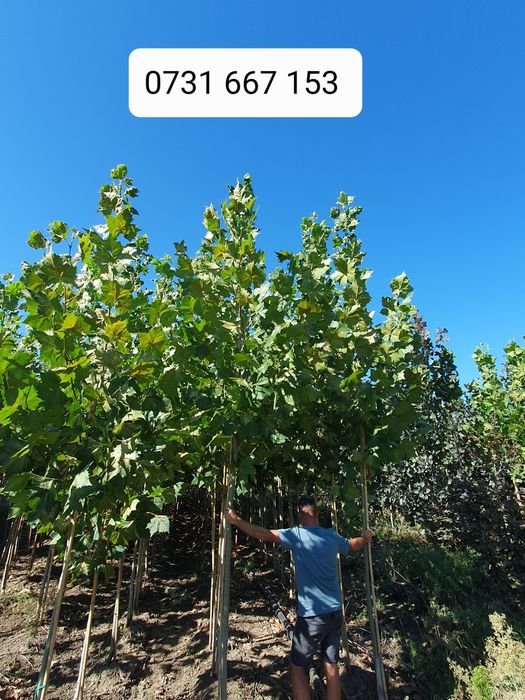 Leylandii chiparos laur englezesc Photinia Red Robin