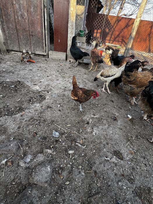 Тауықтар сатылады